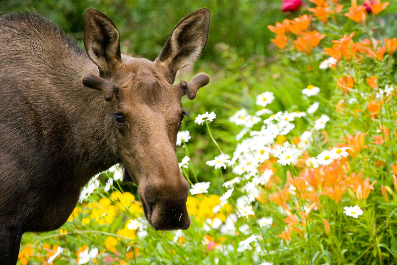 flower-moose-wayde-carroll_sized